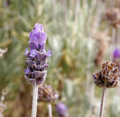 Lavender Essential Oil 40/42 4